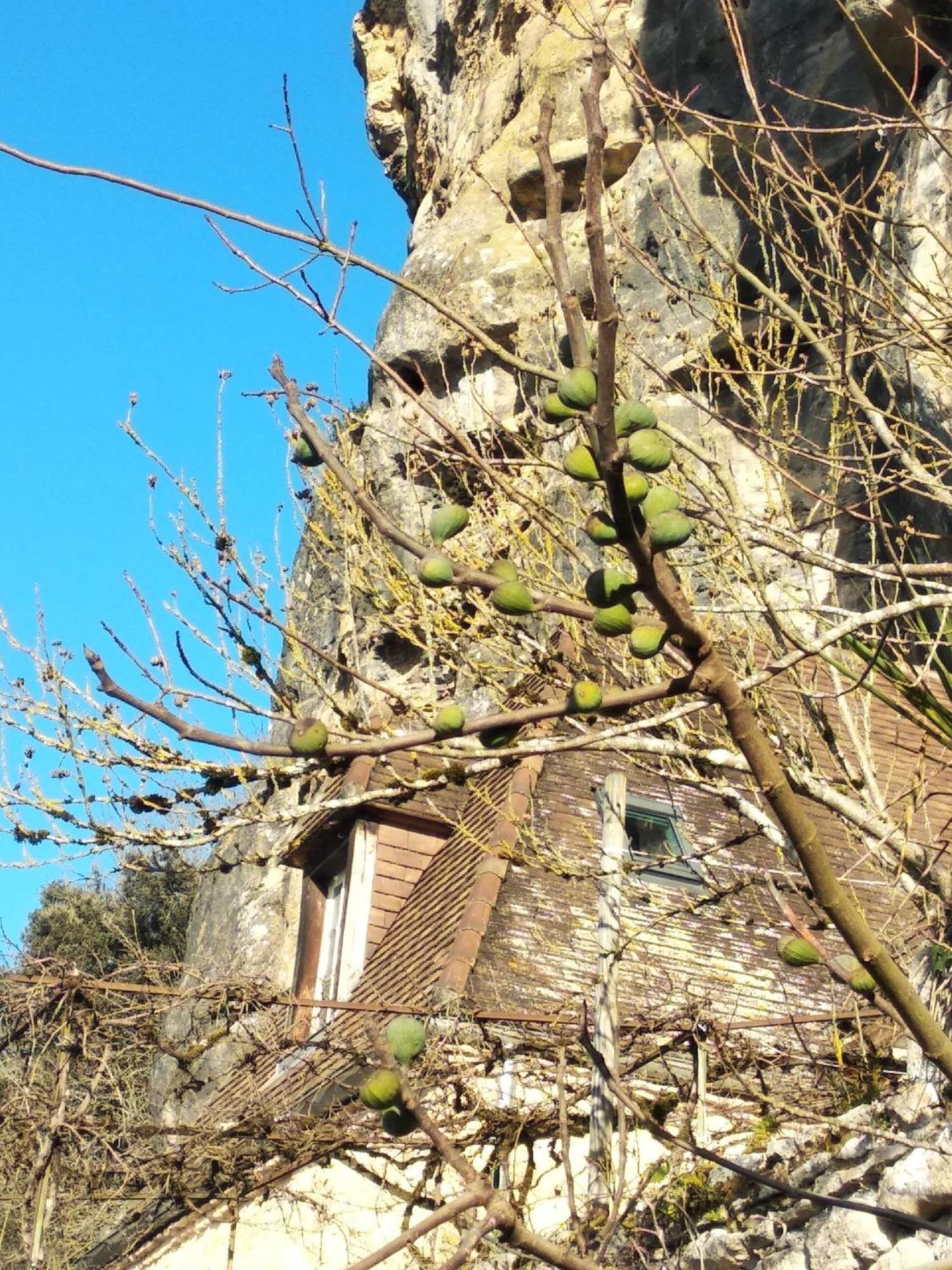 Maison Les Glycines La Roque-Gageac Exterior photo
